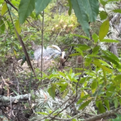 Menura novaehollandiae (Superb Lyrebird) at Fitzroy Falls - 8 Dec 2019 by KarenG