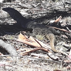 Varanus rosenbergi at Mount Clear, ACT - suppressed