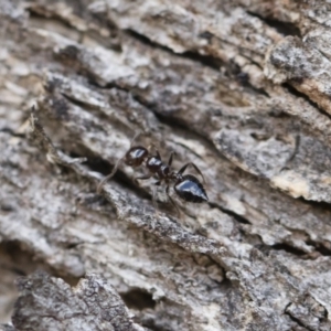 Crematogaster sp. (genus) at Michelago, NSW - 13 Oct 2018