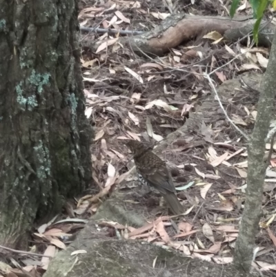 Zoothera lunulata (Bassian Thrush) at Fitzroy Falls - 7 Dec 2019 by KarenG