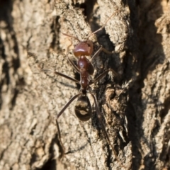 Iridomyrmex purpureus (Meat Ant) at Michelago, NSW - 10 Sep 2018 by Illilanga