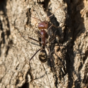 Iridomyrmex purpureus at Michelago, NSW - 10 Sep 2018 04:12 PM