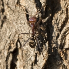 Iridomyrmex purpureus at Michelago, NSW - 10 Sep 2018