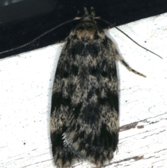 Barea (genus) (A concealer moth) at Ainslie, ACT - 2 Nov 2019 by jbromilow50