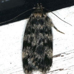 Barea (genus) (A concealer moth) at Ainslie, ACT - 2 Nov 2019 by jb2602