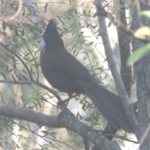 Psophodes olivaceus at Tuggeranong DC, ACT - 11 Nov 2019