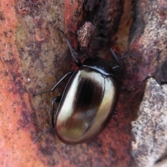 Chalcopteroides spectabilis (Rainbow darkling beetle) at Dunlop, ACT - 7 Dec 2019 by Christine