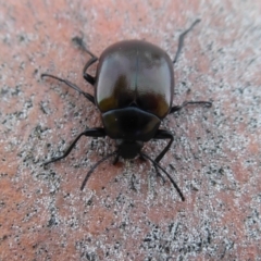 Chalcopteroides spectabilis at Dunlop, ACT - 7 Dec 2019