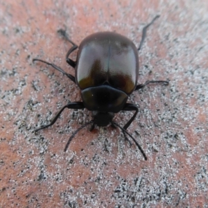 Chalcopteroides spectabilis at Dunlop, ACT - 7 Dec 2019