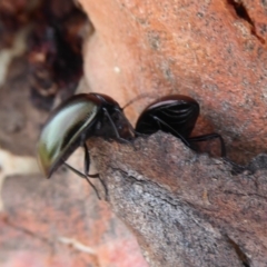 Chalcopteroides spectabilis at Dunlop, ACT - 7 Dec 2019