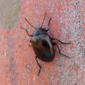 Chalcopteroides spectabilis at Dunlop, ACT - 7 Dec 2019