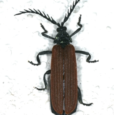 Porrostoma rhipidium (Long-nosed Lycid (Net-winged) beetle) at Ainslie, ACT - 2 Nov 2019 by jbromilow50