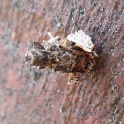 Psychidae (family) IMMATURE (Unidentified case moth or bagworm) at Dunlop, ACT - 7 Dec 2019 by Christine