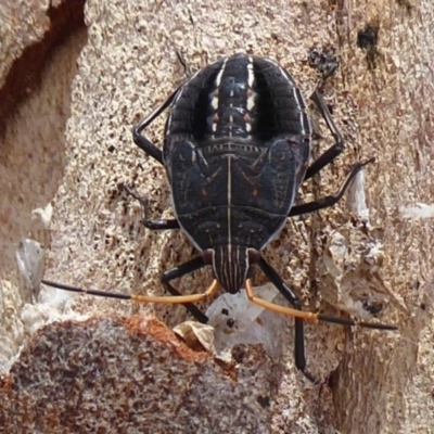 Theseus modestus (Gum tree shield bug) at Dunlop, ACT - 7 Dec 2019 by Christine