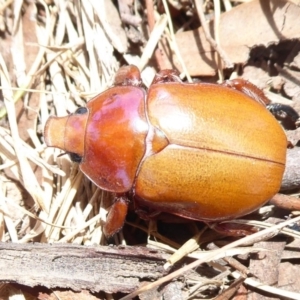 Anoplognathus montanus at Dunlop, ACT - 7 Dec 2019