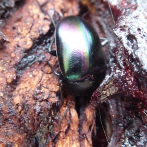 Chalcopteroides columbinus at Dunlop, ACT - 7 Dec 2019