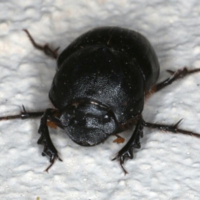 Onthophagus declivis (Declivis dung beetle) at Ainslie, ACT - 3 Nov 2019 by jbromilow50