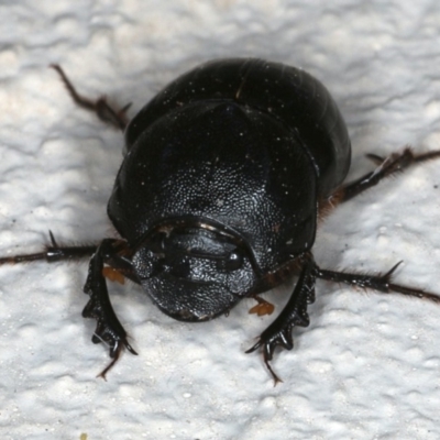 Onthophagus declivis (Declivis dung beetle) at Ainslie, ACT - 3 Nov 2019 by jb2602