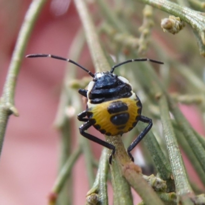 Commius elegans (Cherry Ballart Shield Bug) at Point 4997 - 7 Dec 2019 by Christine