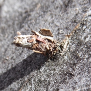 Psychidae (family) IMMATURE at Hackett, ACT - 7 Dec 2019 02:40 PM