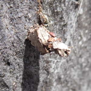 Psychidae (family) IMMATURE at Hackett, ACT - 7 Dec 2019 02:40 PM