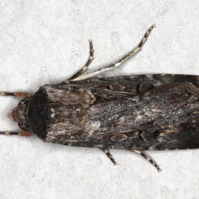 Agrotis infusa (Bogong Moth, Common Cutworm) at Ainslie, ACT - 3 Nov 2019 by jb2602