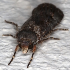 Agrotis infusa at Ainslie, ACT - 3 Nov 2019