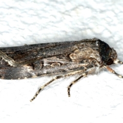 Agrotis infusa at Ainslie, ACT - 3 Nov 2019