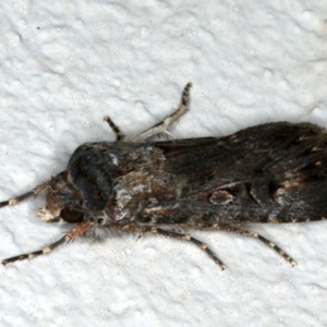 Agrotis infusa at Ainslie, ACT - 3 Nov 2019