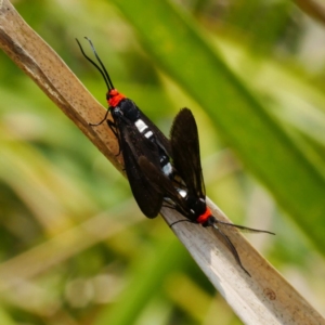 Hestiochora furcata at Paddys River, ACT - 8 Dec 2019 11:11 AM