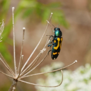 Castiarina flavopicta at Paddys River, ACT - 8 Dec 2019 10:52 AM