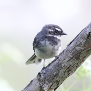 Rhipidura albiscapa at Fyshwick, ACT - 4 Nov 2019