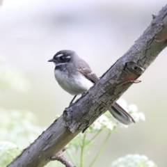 Rhipidura albiscapa at Fyshwick, ACT - 4 Nov 2019