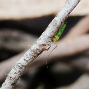 Chironomidae (family) at Fyshwick, ACT - 5 Dec 2019