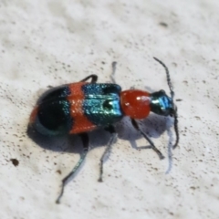 Dicranolaius bellulus at Ainslie, ACT - 4 Nov 2019 06:03 PM