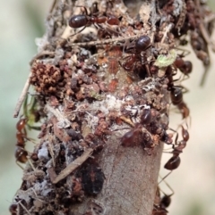 Papyrius nitidus (Shining Coconut Ant) at Aranda Bushland - 7 Dec 2019 by CathB
