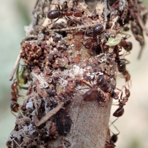 Papyrius nitidus at Dunlop, ACT - suppressed