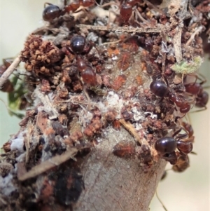 Papyrius nitidus at Dunlop, ACT - suppressed