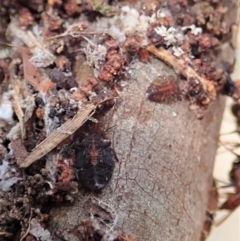 Papyrius nitidus at Dunlop, ACT - suppressed