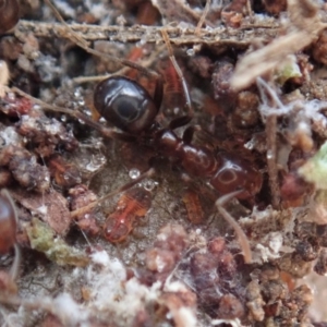 Papyrius nitidus at Dunlop, ACT - suppressed