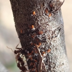 Papyrius nitidus at Dunlop, ACT - suppressed