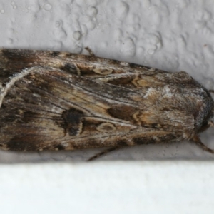 Agrotis munda at Ainslie, ACT - 4 Nov 2019 08:26 PM