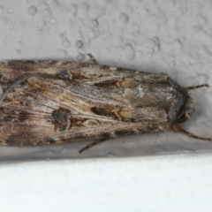 Agrotis munda at Ainslie, ACT - 4 Nov 2019