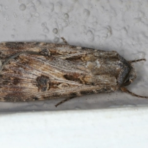 Agrotis munda at Ainslie, ACT - 4 Nov 2019 08:26 PM