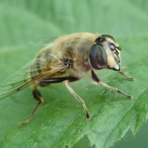 Eristalis tenax at Spence, ACT - 8 Dec 2019 01:39 PM