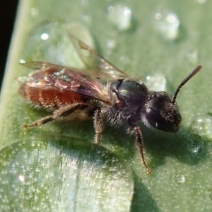 Lasioglossum (Chilalictus) hemichalceum at Spence, ACT - 8 Dec 2019