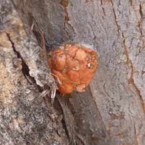 Mataeomera (genus) at Symonston, ACT - 9 Dec 2019