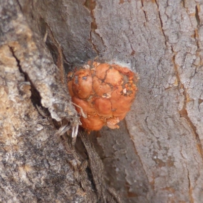 Mataeomera (genus) (A Scale Moth, Acontiinae) at Mount Mugga Mugga - 9 Dec 2019 by Mike