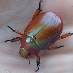 Anoplognathus montanus at Spence, ACT - 6 Dec 2019