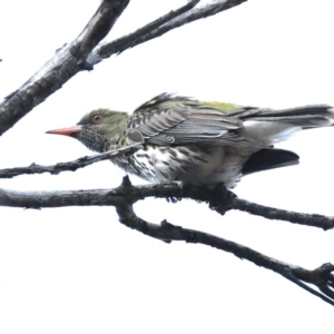 Oriolus sagittatus at Majura, ACT - 4 Nov 2019 05:07 PM